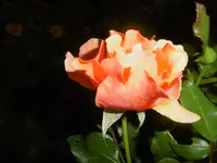 P1010760rose.webp