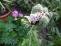 P1010766mohnknospe.webp