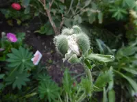 P1010756mohnknospe.webp