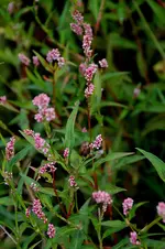 rotepfalnze.webp
