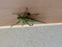 2017-08-21 Strandkorb mit schnüffelndem Grashüpfer.webp
