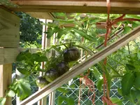P1030221.webp