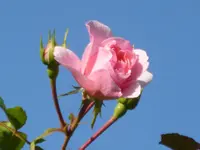 P1030233.webp