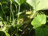 P1030239.webp