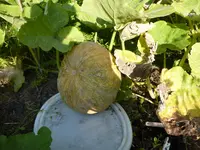 P1030236.webp