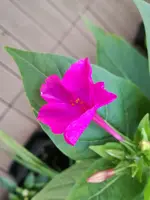 IMG_20170823_065709.webp