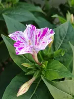 IMG_20170823_065655.webp