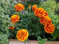 IMG_20170823_065751.webp