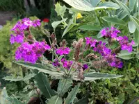 IMG_20170823_065805.webp