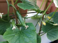 IMG_20170823_065814.webp