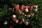 Vanilla fraise_full bloom1_800.JPG
