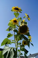 _DSC2143.webp