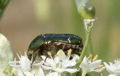 Rosenkäfer +++.webp
