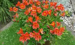 IMG-20170823-WA0012.webp