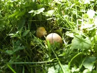 BILD8113.webp