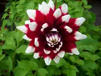 DSCI0648.webp