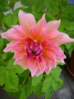DSCI0649.webp