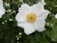 P1010780anemone.webp