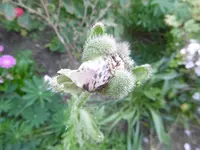 P1010772mohn.webp