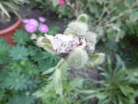 P1010771mohn.webp