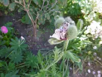 P1010770mohn.webp