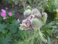P1010768mohn.webp