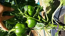 20170823_122958.webp