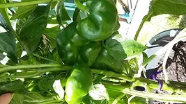 20170823_122927.webp