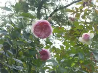 P1070876.webp