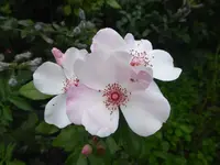 P1070911.webp