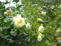 P1070841.webp
