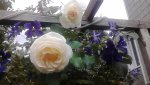 IMG_20170816_162954.jpg