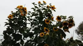 15035610754591162604932.webp
