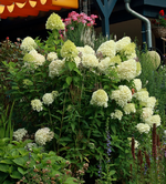Limelight_full bloom_10082017_700.JPG