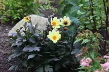 IMG_0406.1.webp