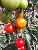 20170824_131137_resized.webp