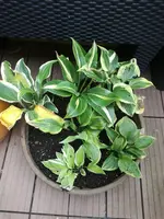 IMG_20170824_174816.webp