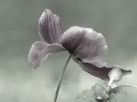P1010647.webp