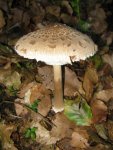 parasol_576x768.JPG