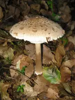 parasol_576x768.webp