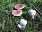 schleierling hat besuch_1024x768.JPG
