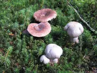 schleierling hat besuch_1024x768.webp