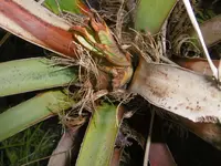 P1010790honigpalme.webp