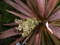 P1010787ret star.webp