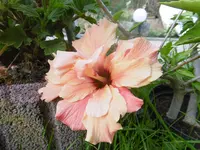 P1010786hibiskus.webp
