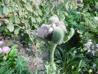 P1010784mohn.webp