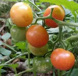 20170717_185338.webp