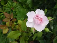 P1070720.webp