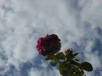 P1070731.webp
