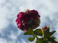 P1070732.webp